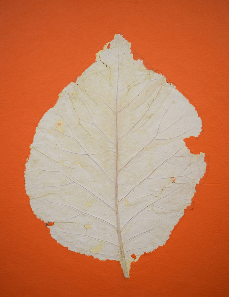 Details of white teak leaf imprint